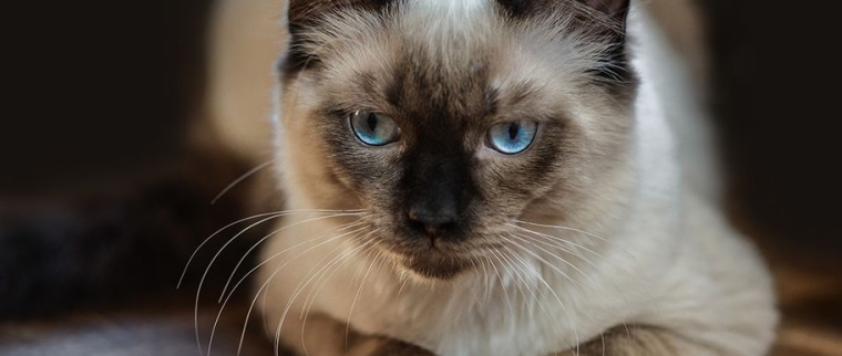 Le ragdoll
